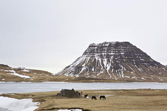 Cavalli al pascolo accanto all'edificio abbandonato nel paesaggio montano — Foto stock