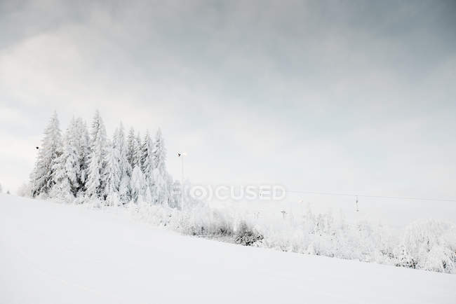 Árboles cubiertos de nieve en paisaje rural - foto de stock