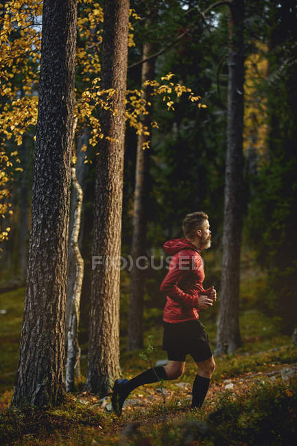 Man trail running in forest, Kesankitunturi, Lapland, Finlândia — Fotografia de Stock