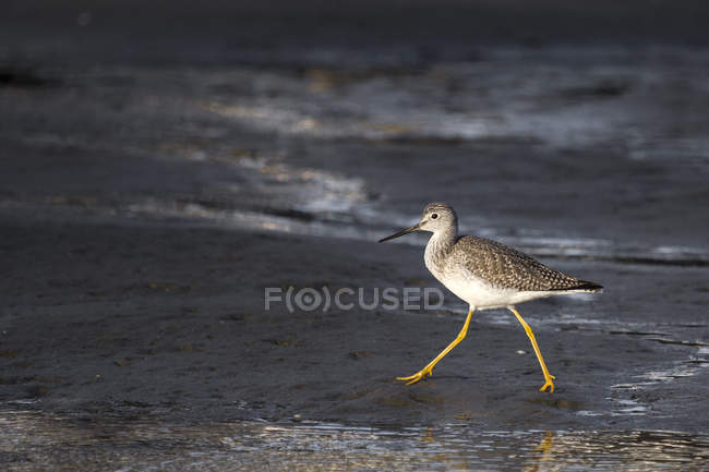 Bird on mud flats, San Francisco, California, Stati Uniti d'America — Foto stock