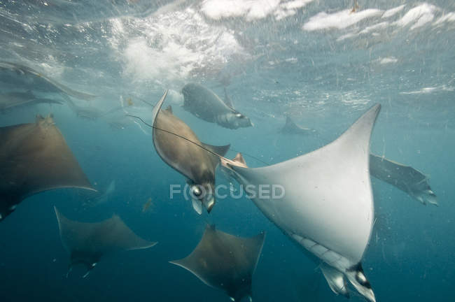 Подводный вид на Мобула-лучи, собирающиеся для миграции вокруг полуострова Юкатан, остров Контой, Кинтана-Роо, Мексика — стоковое фото