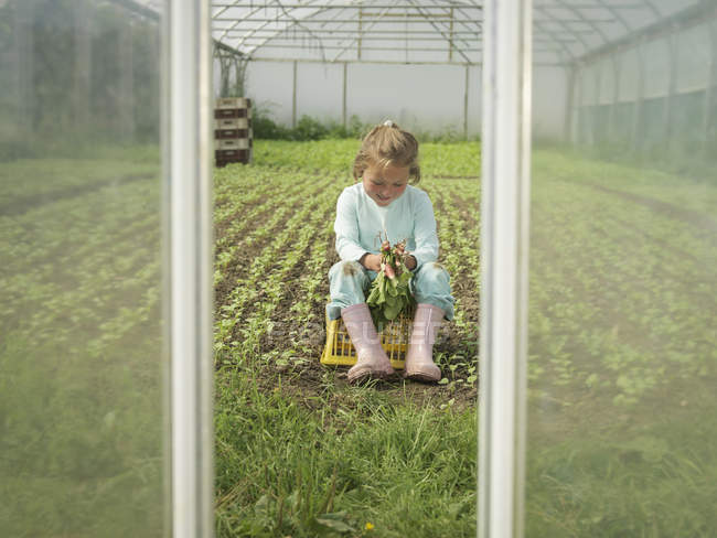 Young girl picking organic radishes in poly tunnel — Stock Photo