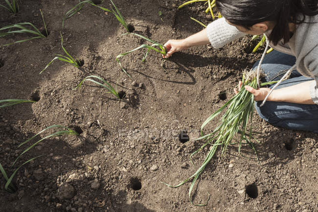 Donna matura piantare cipollotti in assegnazione — Foto stock