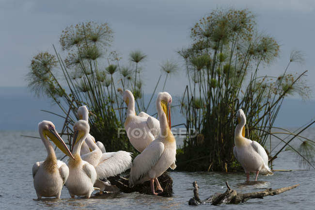 Great white pelicans on Lake Naivasha, Kenya, Africa — Stock Photo