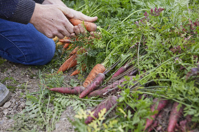 Обрезанный вид человека, собирающего морковь — стоковое фото