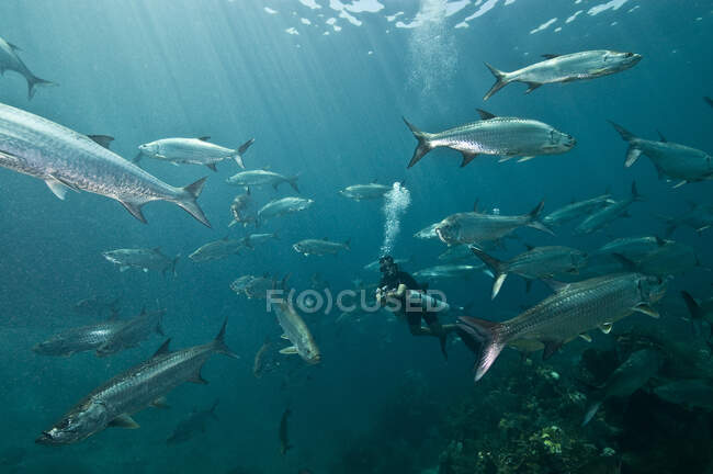 Huge schools of tarpon (Megalops atlanticus) surround a diver in Xcalak Marine Park, Quintana Roo, Mexico — Stock Photo