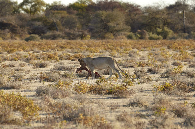 Lionne se nourrissant de carcasses dans une plaine aride, Namibie, Afrique — Photo de stock