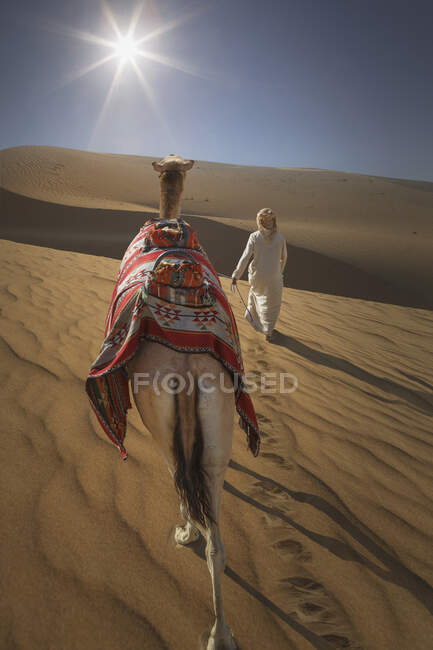 Rear view of bedouin leading camel in desert, Dubai, United Arab Emirates — Stock Photo