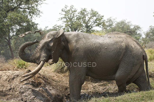 Африканський слон або Африкана проте маючи грязьову ванну, Мана басейни Національний парк, Зімбабве, Африка — стокове фото