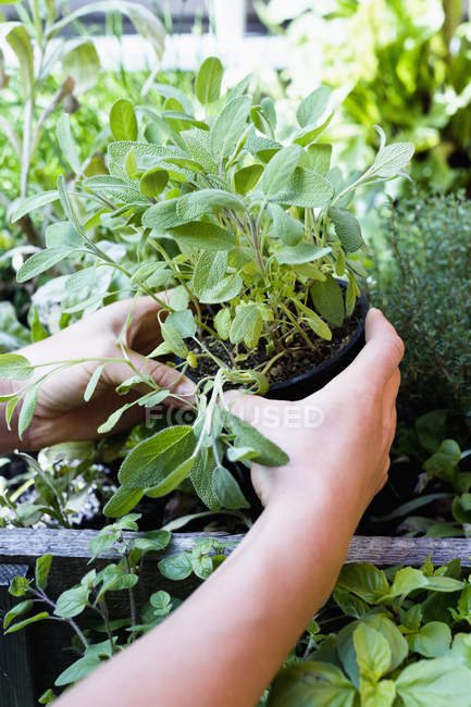 Woman holding herb in pot, close up — Stock Photo