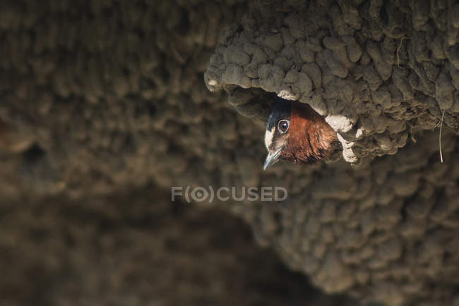 American cliff swallow or petrochelidon pyrrhonota in nest colony, Yellowstone National Park, Wyoming, USA — Stock Photo