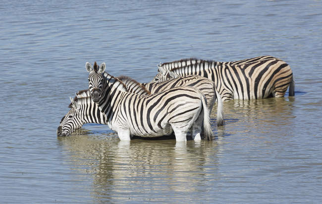 Four zebras drinking at waterhole in sunlight — Stock Photo