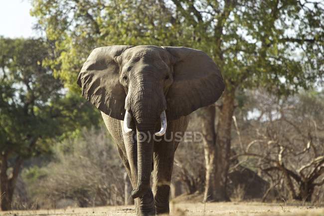 Éléphant d'Afrique broutant des taureaux à Mana Pools, Zimbabwe, Afrique — Photo de stock