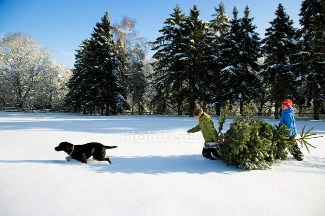 Crianças e cães puxando árvore de Natal — Fotografia de Stock
