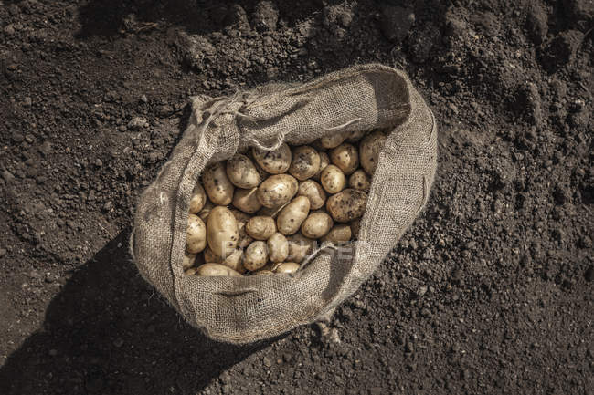 Sack of freshly harvested potatoes — Stock Photo