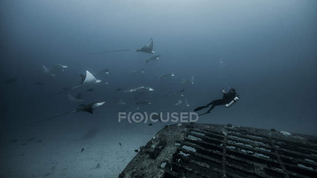 Vue sous-marine de plongeur nageant parmi Manta Ray — Photo de stock