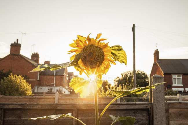 Вид на сад соняшнику на заході сонця — стокове фото