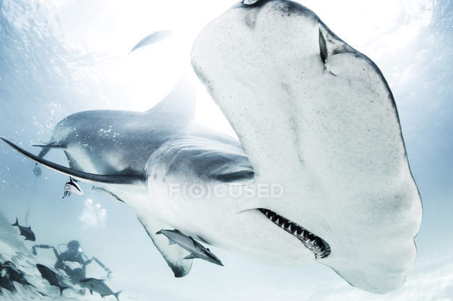 Great Hammerhead Shark, diver in background — Stock Photo