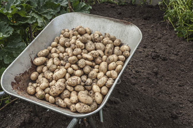 Wheelbarrow full of freshly harvested potatoes — Stock Photo
