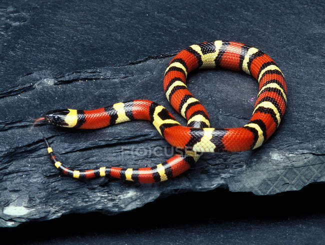 Pueblan Milk Snake mostrando língua na rocha — Fotografia de Stock