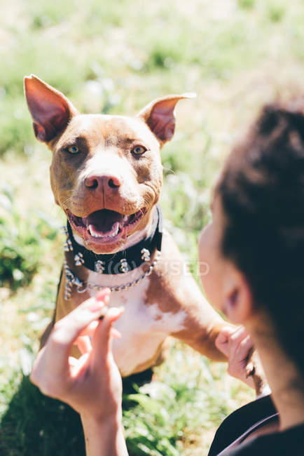 Sobre el hombro retrato de pit bull terrier con propietario femenino - foto de stock
