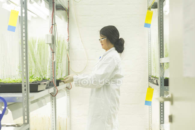 Женщины-учёные выбирают образцы растений в теплице — стоковое фото