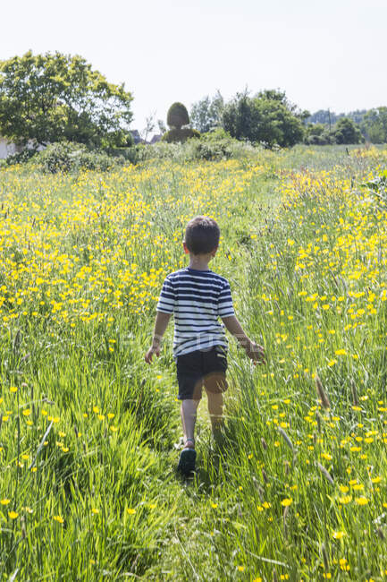 Vista trasera del niño caminando en el campo de las tazas de mantequilla - foto de stock