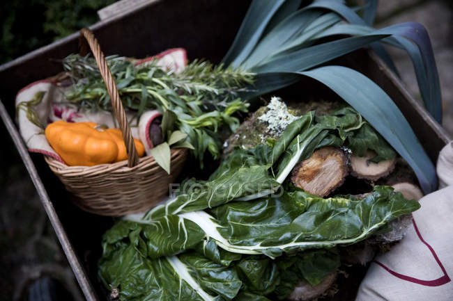 Caixa de verduras de primavera colhidas frescas e vegetais de abóbora no jardim — Fotografia de Stock