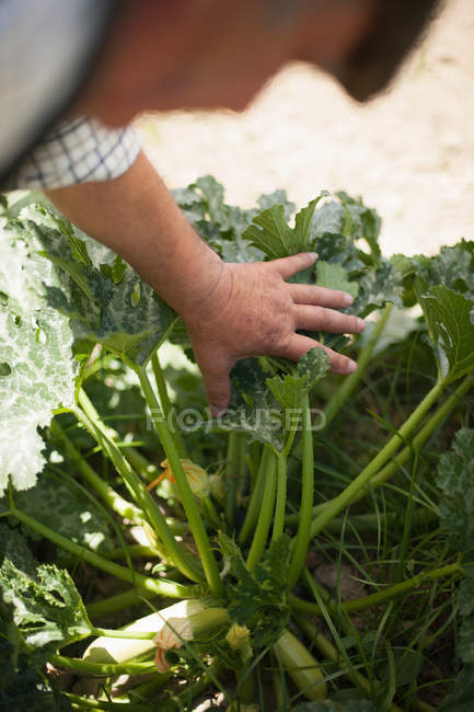 Older man examining vegetables in garden — Stock Photo