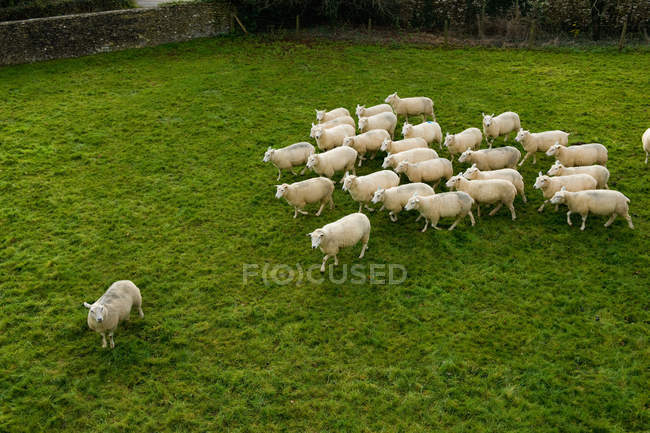 Vue surélevée du troupeau de moutons broutant sur l'herbe verte — Photo de stock