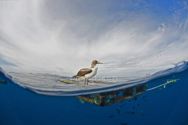Vista lateral de aves marinas en madera de deriva, bahía de Magadalena, Baja California, México - foto de stock