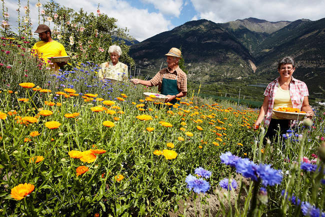 Les personnes âgées cueillant des fleurs dans le champ — Photo de stock