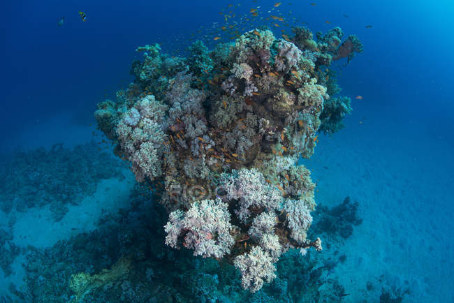 Fischschwärme von Korallen, rotem Meer, Marsa Alam, Ägypten — Stockfoto