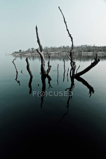 Ramos de árvores na água — Fotografia de Stock