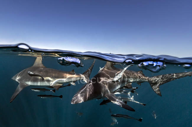Oceanic Blacktip Sharks nadando cerca de la superficie del océano, Aliwal Shoal, Sudáfrica - foto de stock