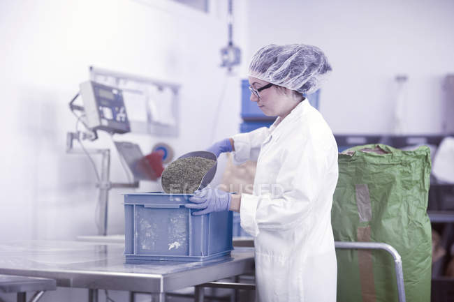 Factory worker scooping herbs into plastic crate — Stock Photo