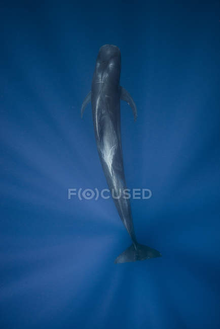 Vista submarina de ballena piloto de aletas cortas, Islas Revillagigedo, Colima, México - foto de stock