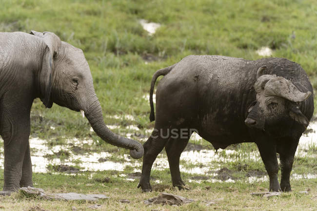 Capo bufalo e giovane elefante africano, Parco nazionale di Amboseli, Kenya, Africa — Foto stock