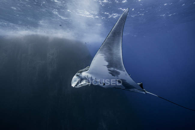 Vista de Manta Ray debaixo de água — Fotografia de Stock