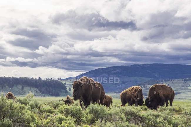 American bison in Lamar Valley, Yellowstone National Park, Wyoming, USA — Stock Photo