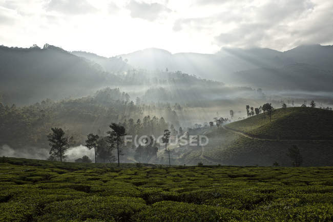 Спостерігаючи подання чайну плантацію на світанку, Керала, Індія — стокове фото