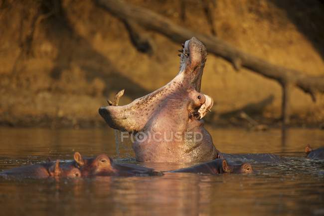 Ippopotamo che sbadiglia nella pozza d'acqua, Zimbabwe, Africa — Foto stock