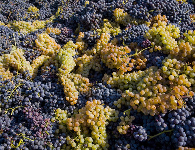Uvas vendimiadas, Langhe Nebbiolo, Piamonte, Italia - foto de stock