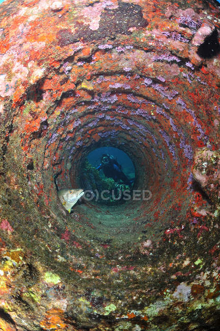 Mergulho olhando através de tubo em destroços em descanso snapper peixe, Chinchorro Atoll, Quintana Roo, México — Fotografia de Stock