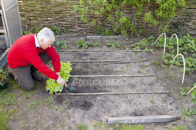 Hombre mayor plantando en el jardín - foto de stock