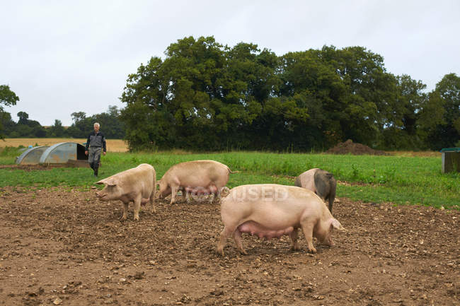 Cerdos enraizándose en campo de tierra - foto de stock
