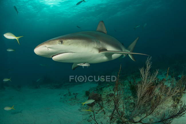 Vista lateral do tubarão nadando debaixo d 'água — Fotografia de Stock