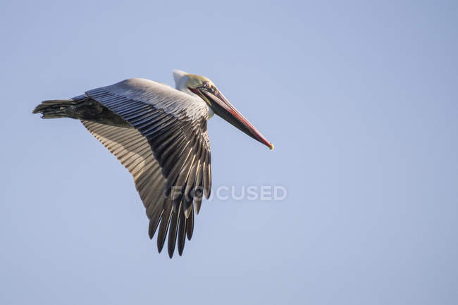 Pelikan fliegt in strahlend blauem Himmel — Stockfoto