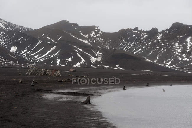 Focas de pele antárticas na praia do oceano sul — Fotografia de Stock