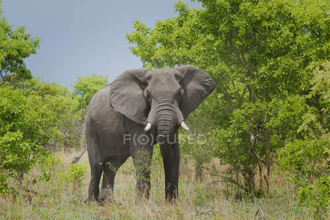 Majestoso elefante africano ou loxodonta africana em estado selvagem, botswana, áfrica — Fotografia de Stock